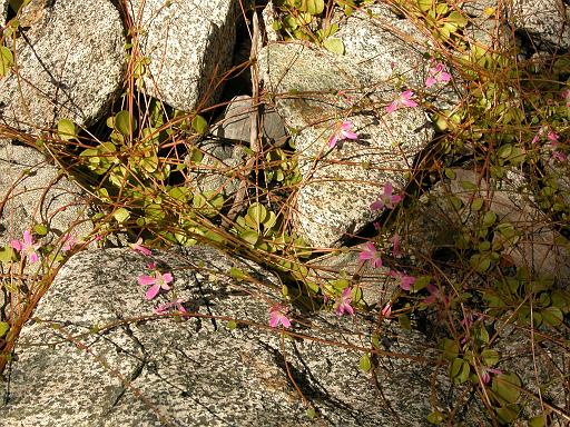 Miner's lettuce, Cabin Bay.jpg - Siberian miner's-lettuce ( Claytonia sibirica ), Cabin Bay, McCauley Island        